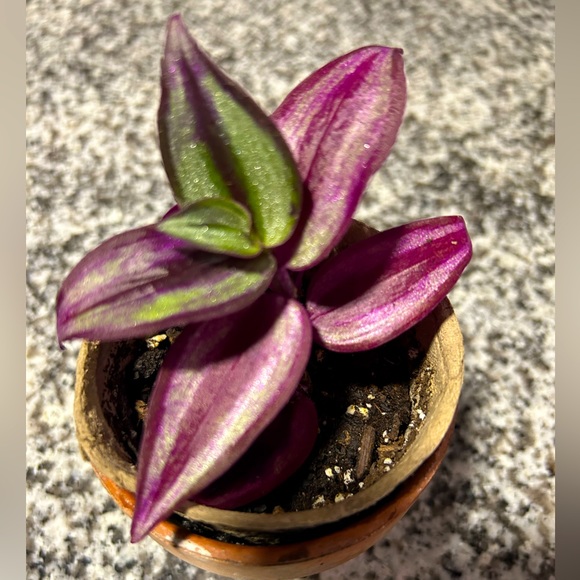 Other Wondering Jew Indoor Plant Poshmark